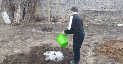 Հույսի տնկիներ